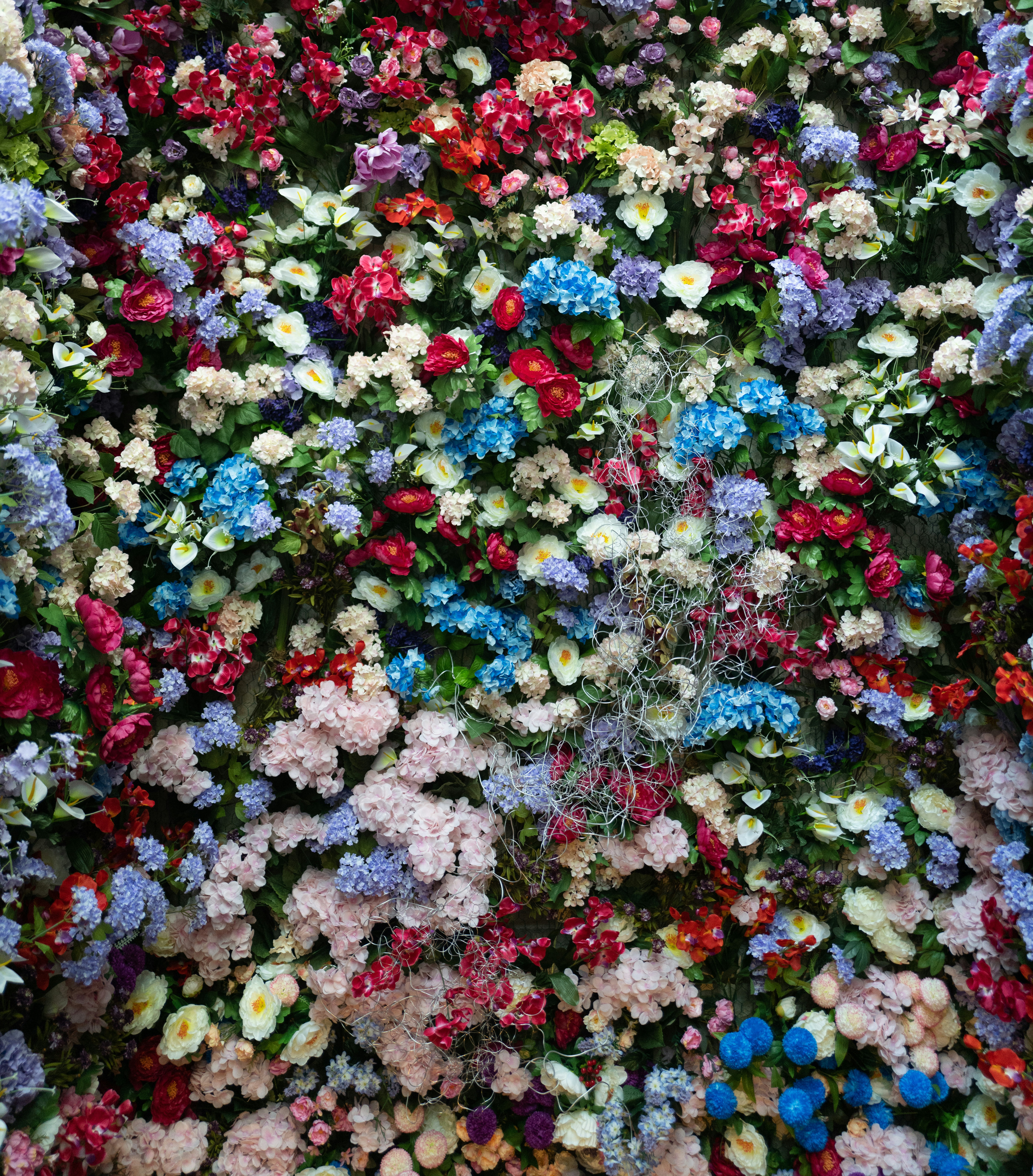 wild flowers in a field