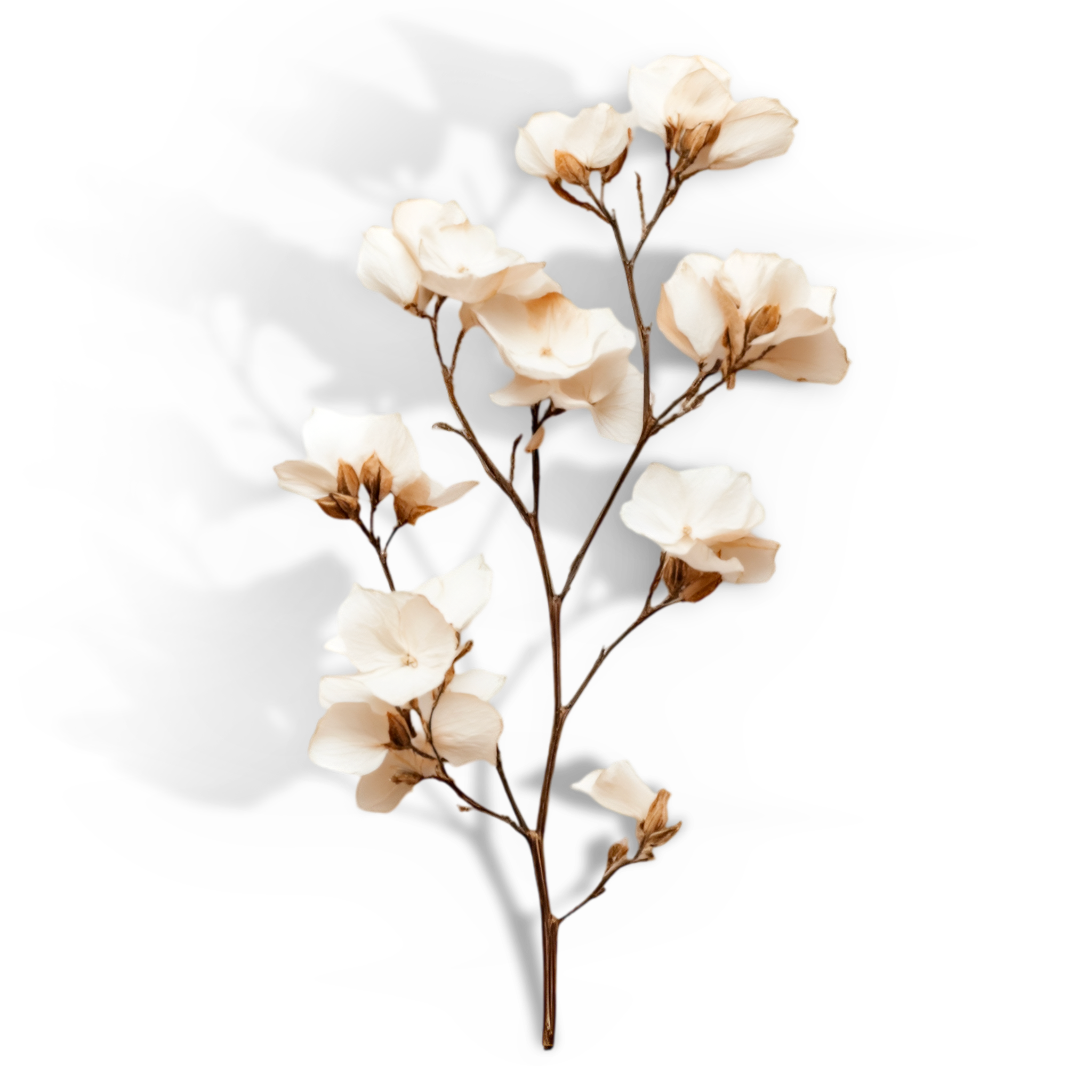 carnation